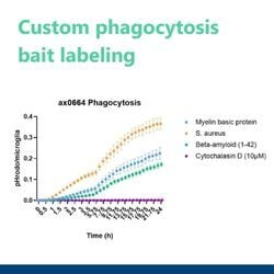 Advancing microglial research with custom phagocytosis bait labeling