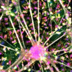 PRISM ALS A New Global Collaboration to Expand Patient-Derived Stem Cell Models and Accelerate Treatments  (1)